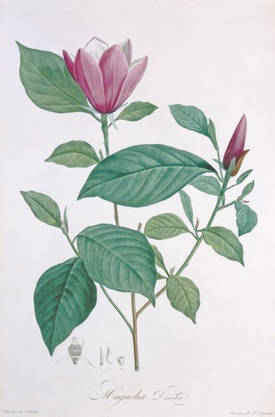 Magnolia discolor, engraved by Legrand by Pierre Joseph Redouté